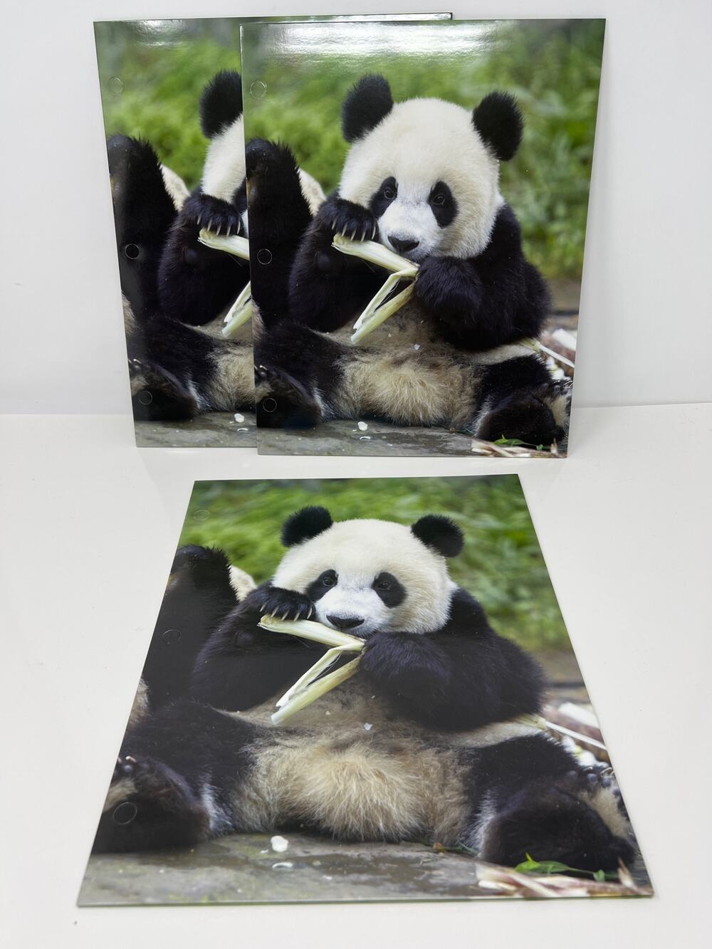Panda Bear Presentation File Folders Set of 3 NEW